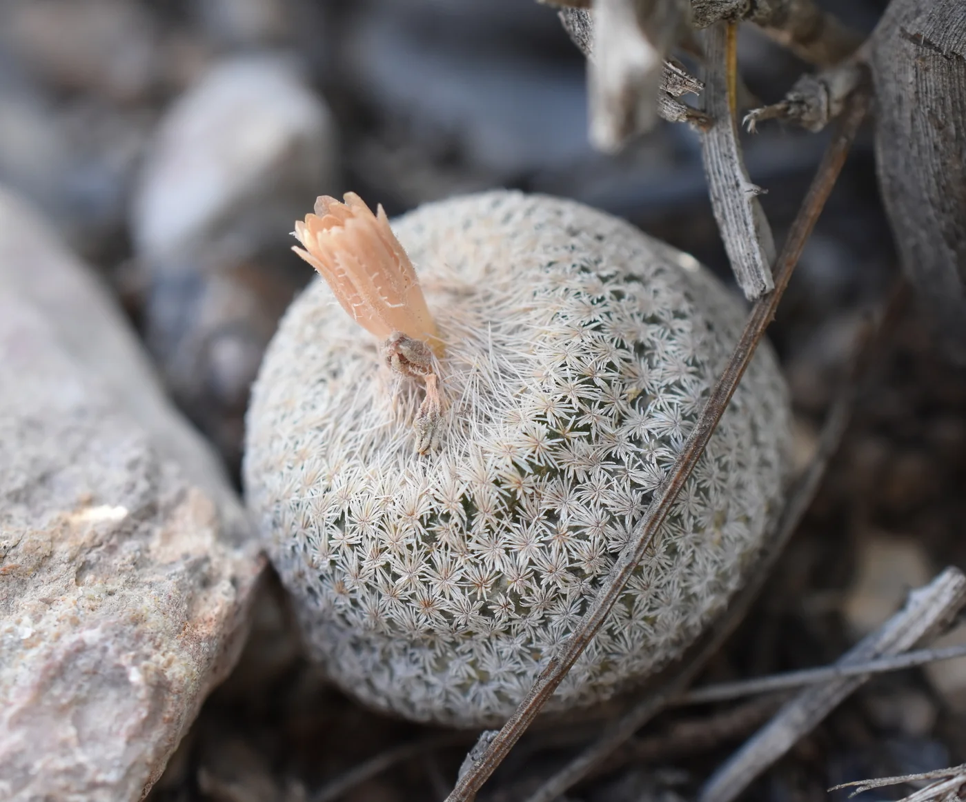 Epithelantha bokei