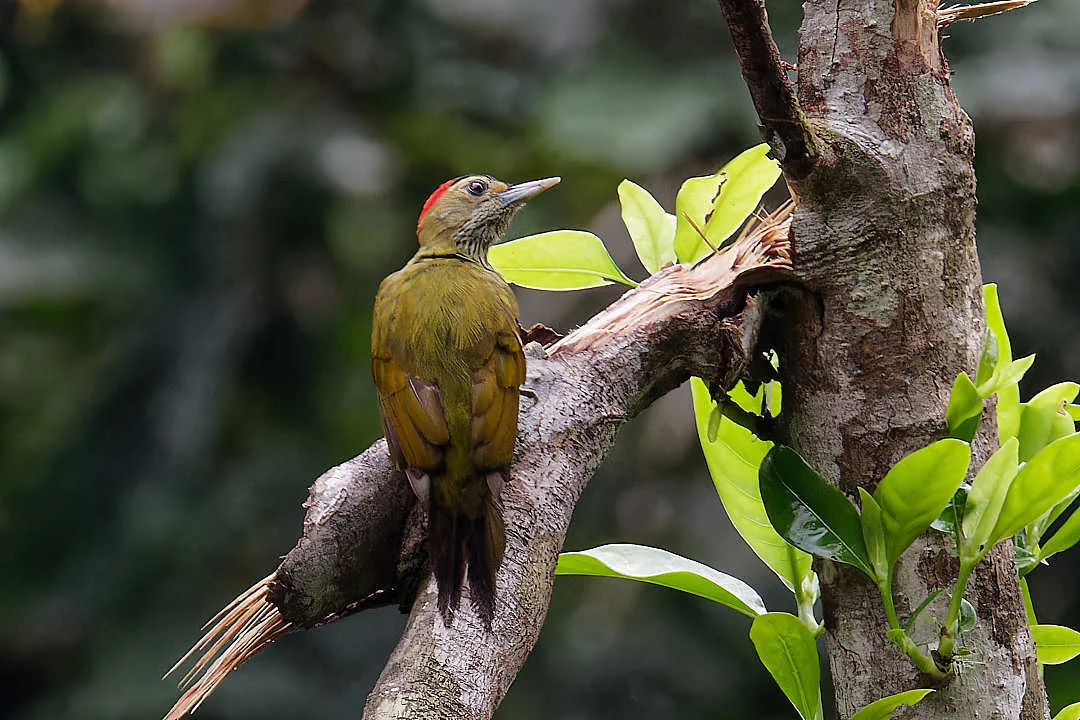 Elliot's Woodpecker