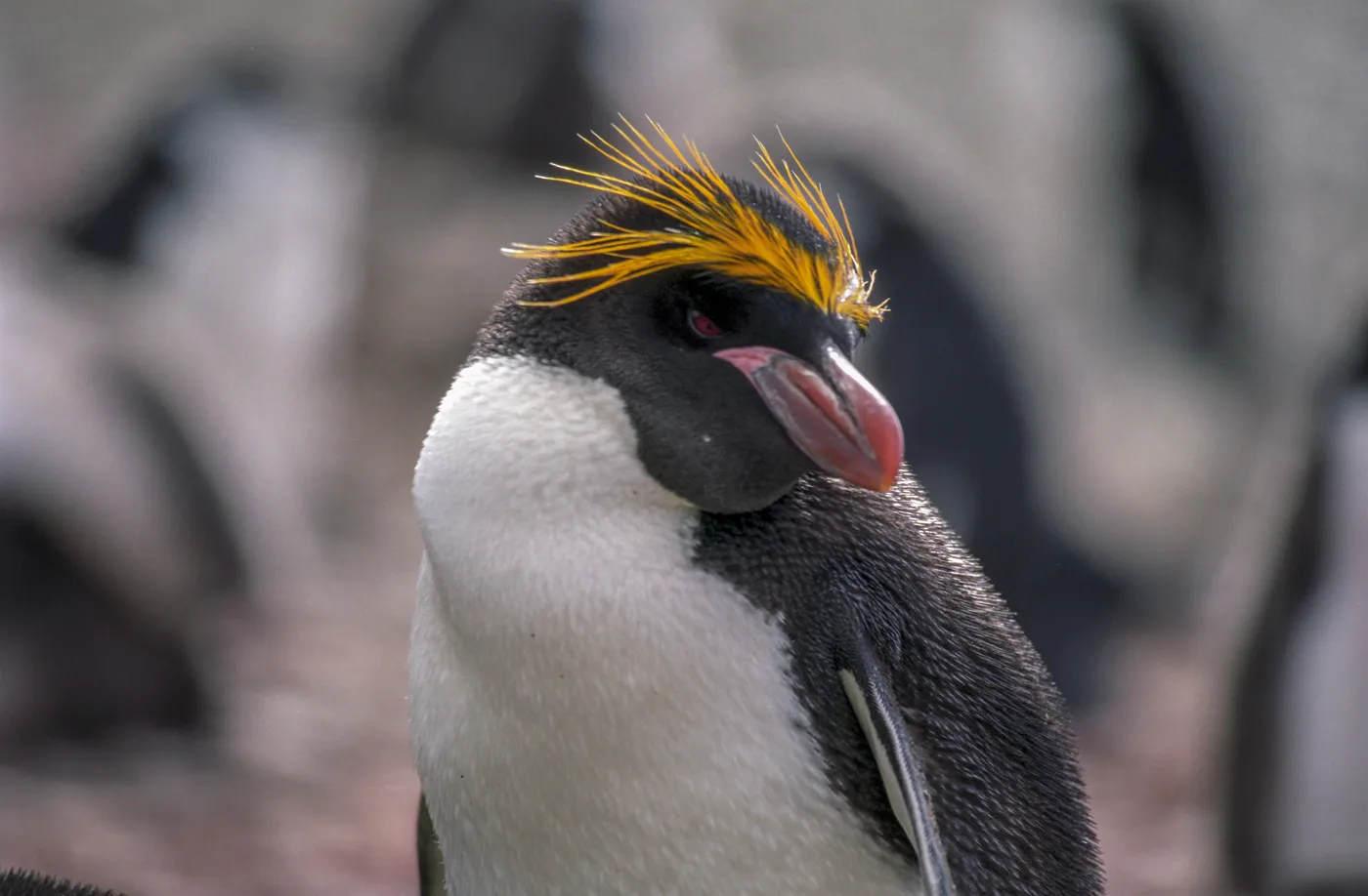 Eudyptes calauina