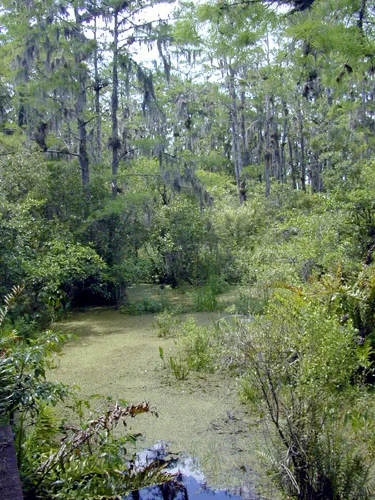 Estero Real Wetlands