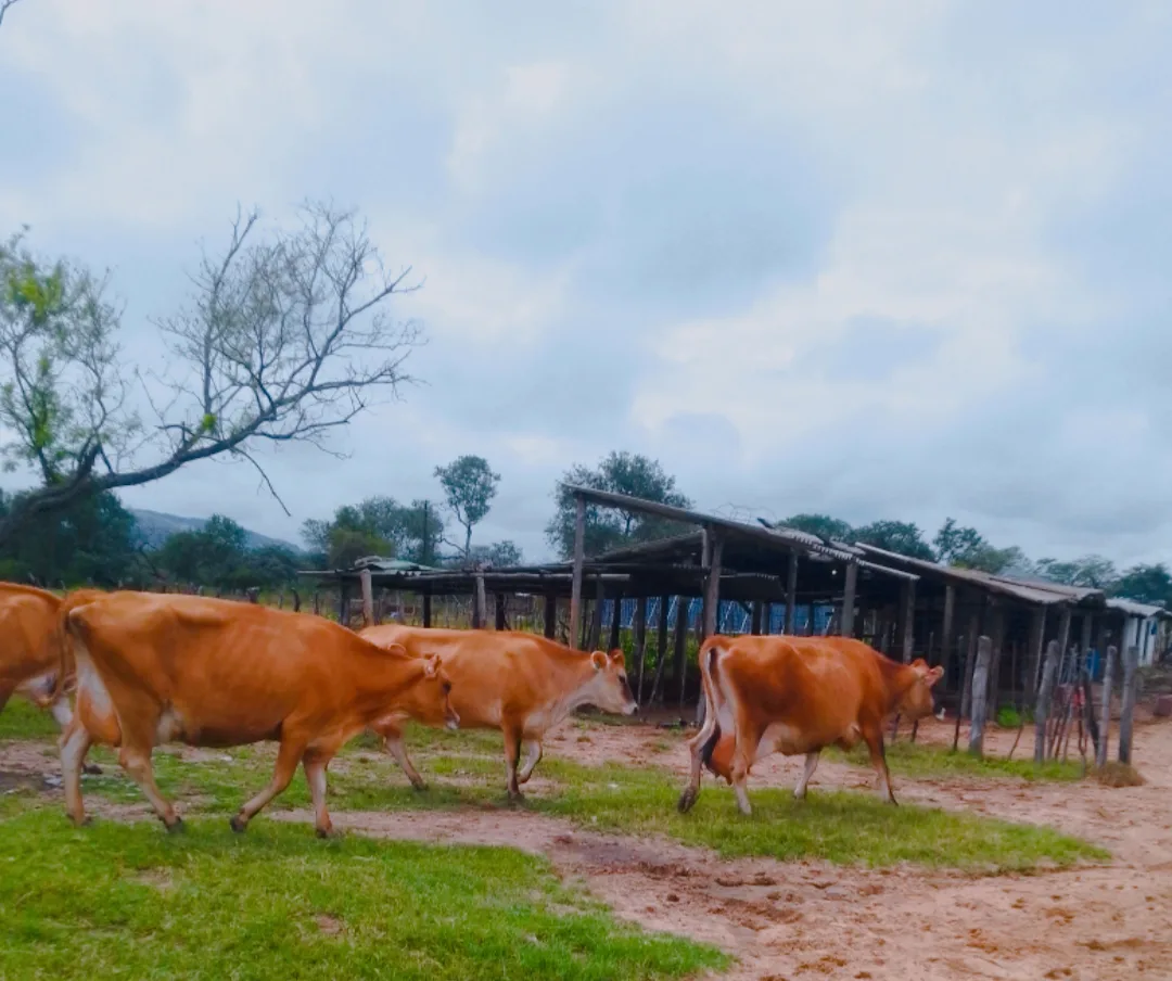 Encyclopedia of Dairy Sciences