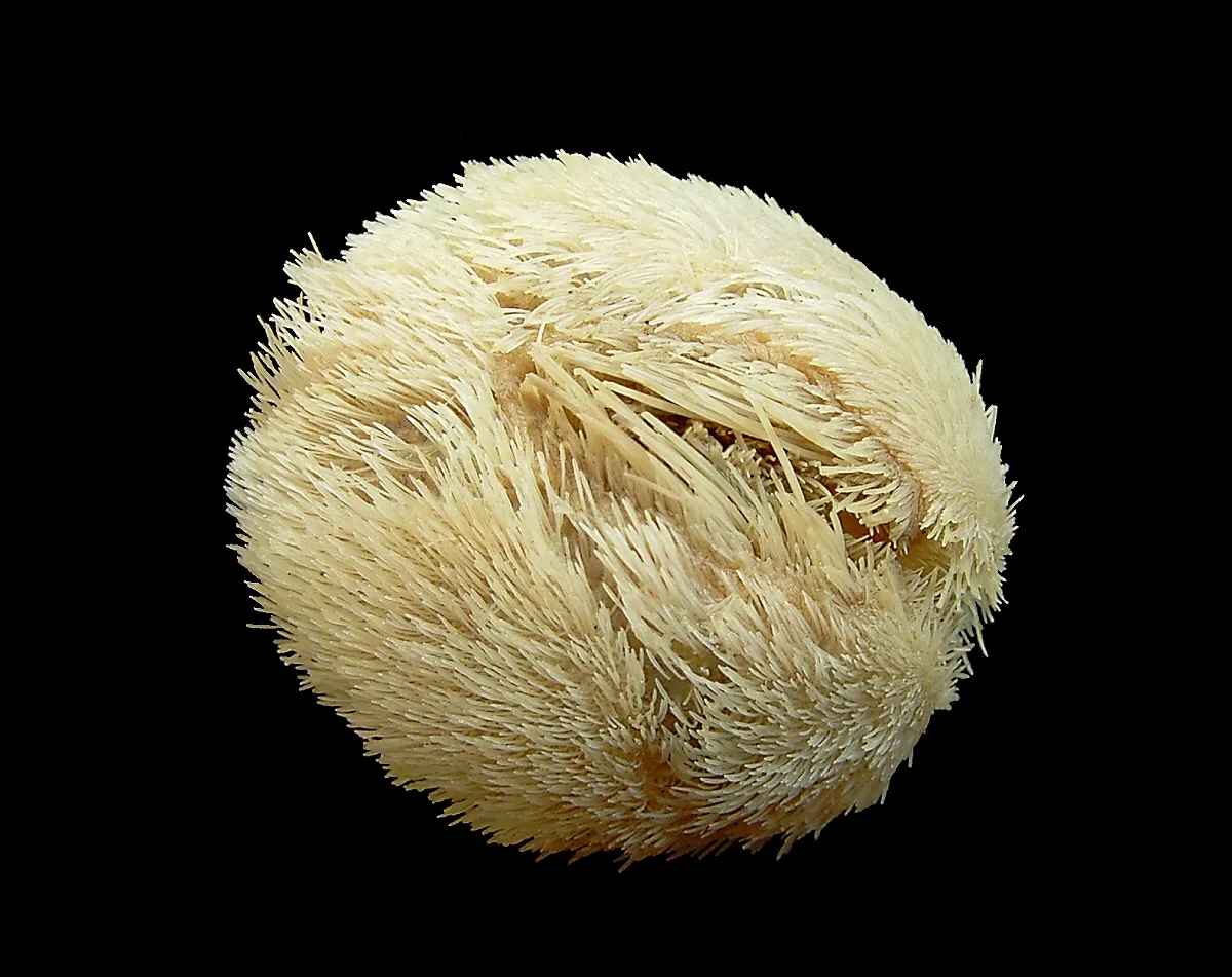 Echinocardium mediterraneum
