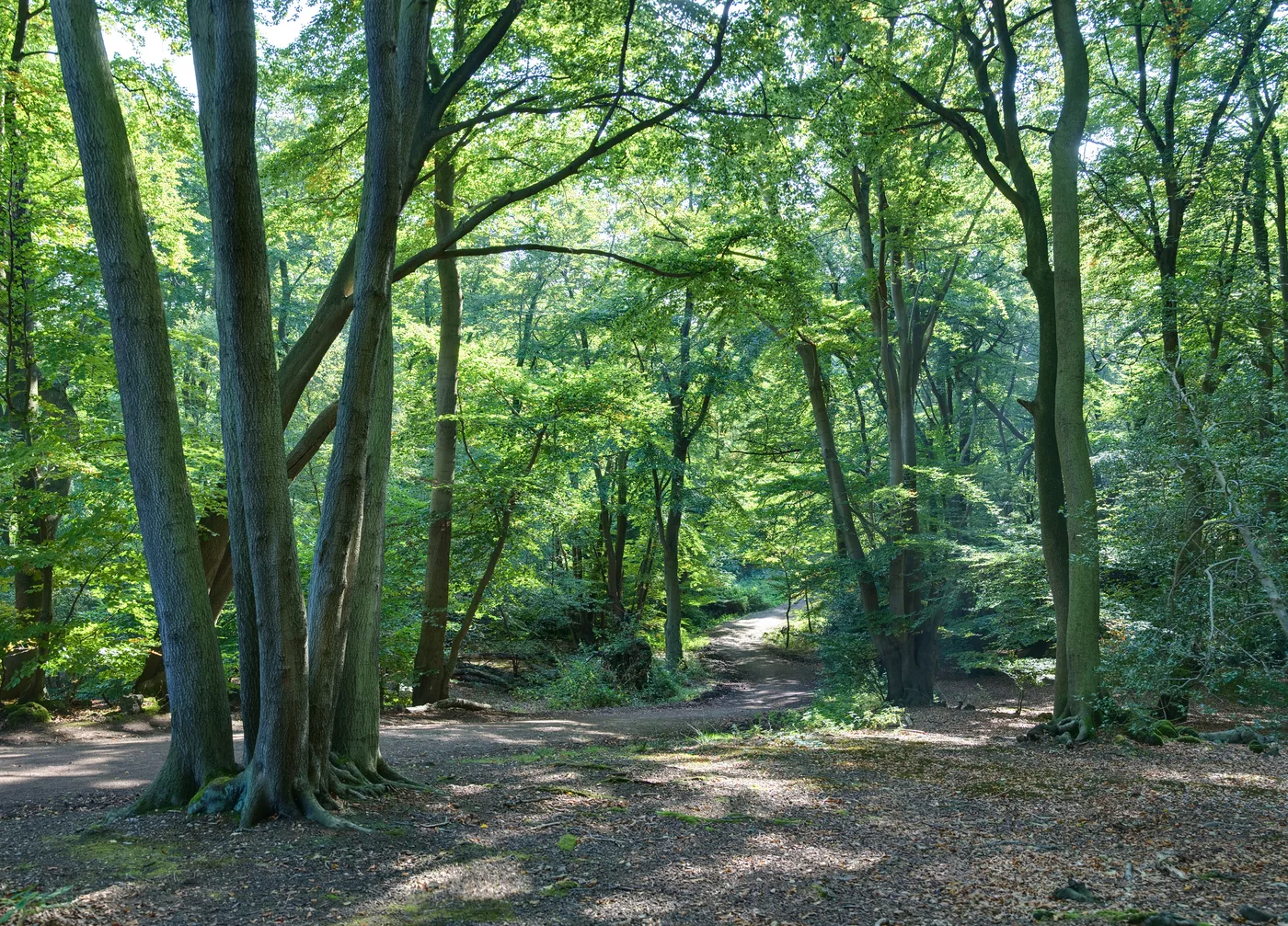 Epping Forest