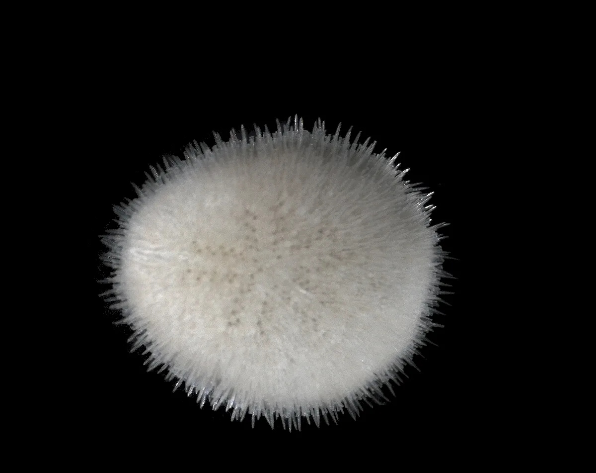 Echinocyamus scaber