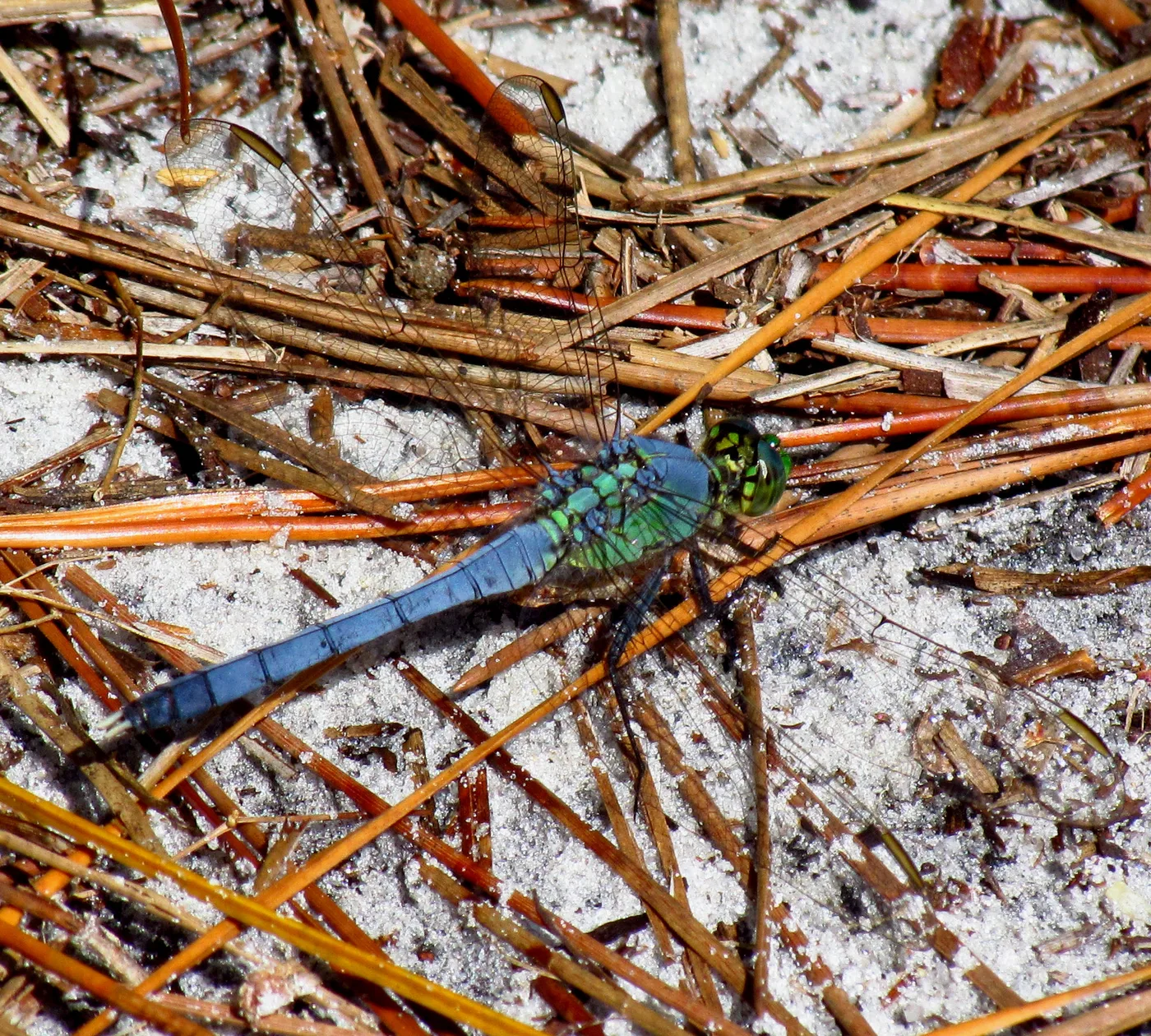 Erythemis simplicicollis