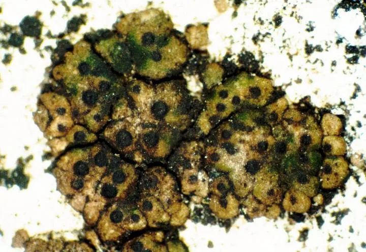 Endocarpon pusillum