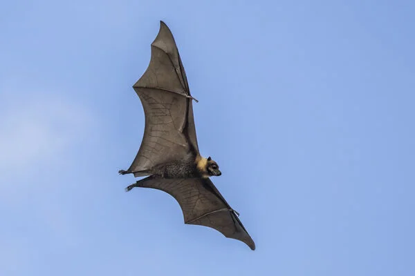 Flying Fox