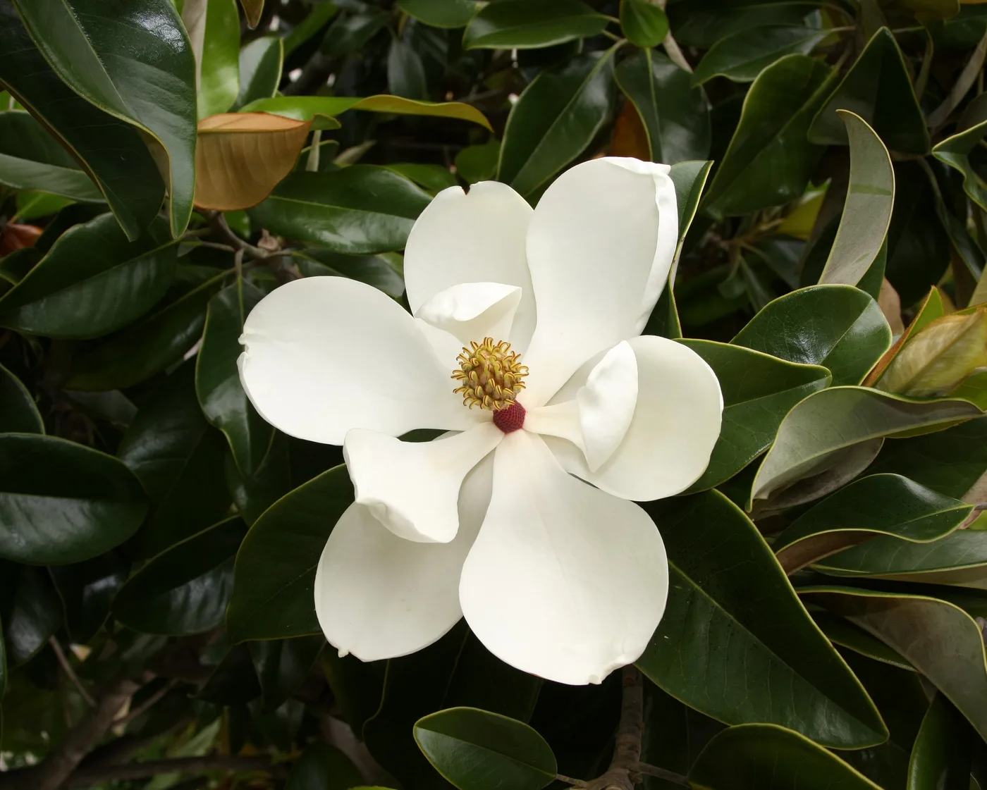 Floret Flowers