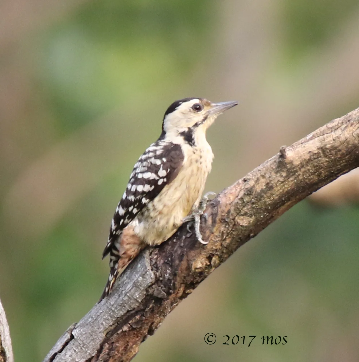 Freckle-breasted Woodpecker