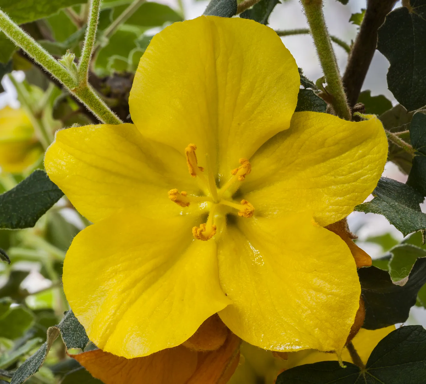 Fremontodendron californicum (Flannel Bush)
