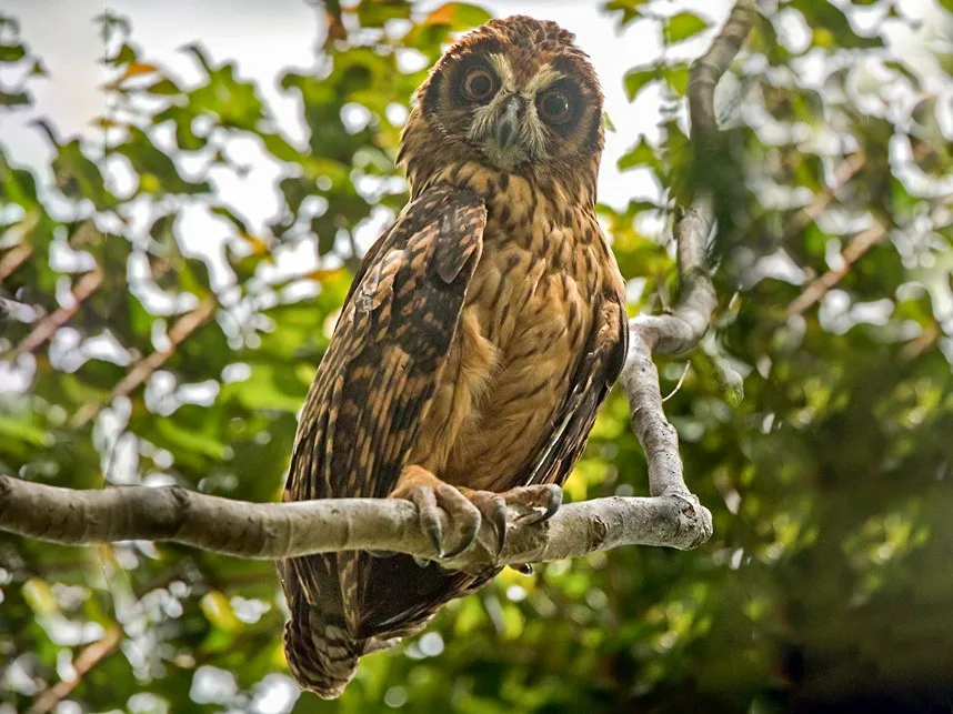Fearful Owl