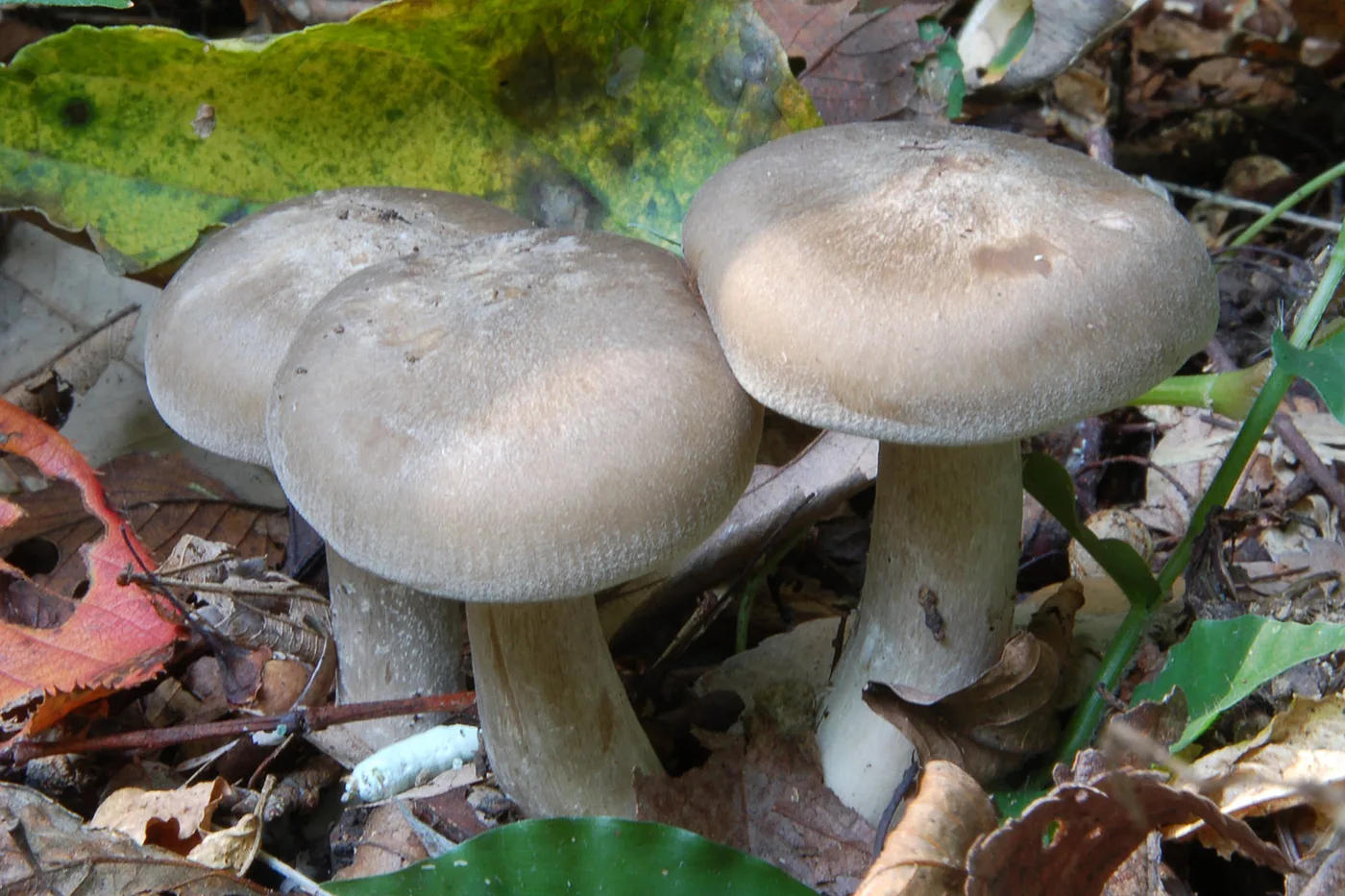 Fried Chicken Mushroom
