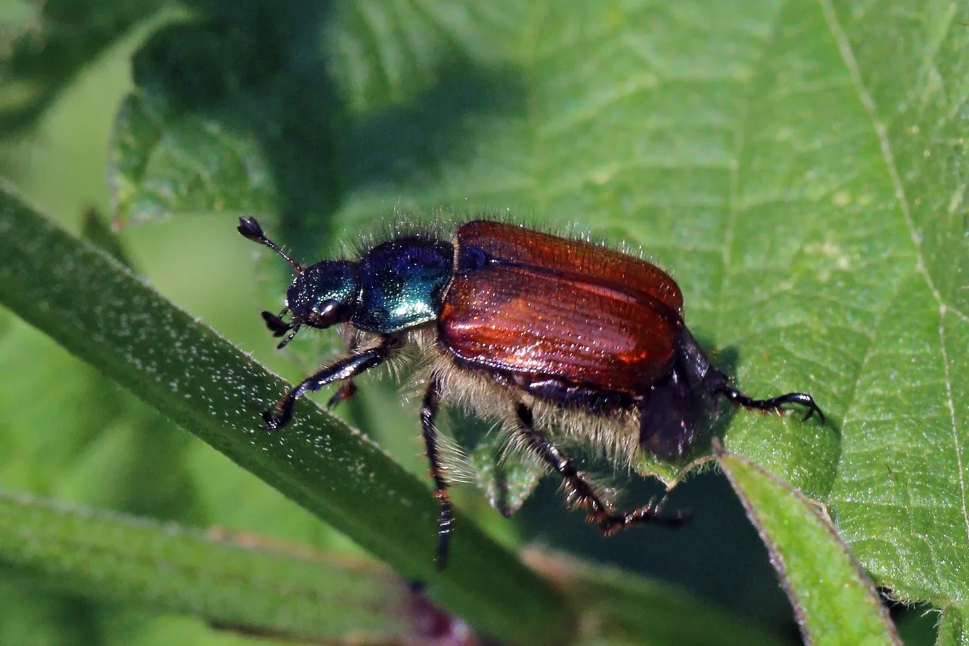 Garden Chafer