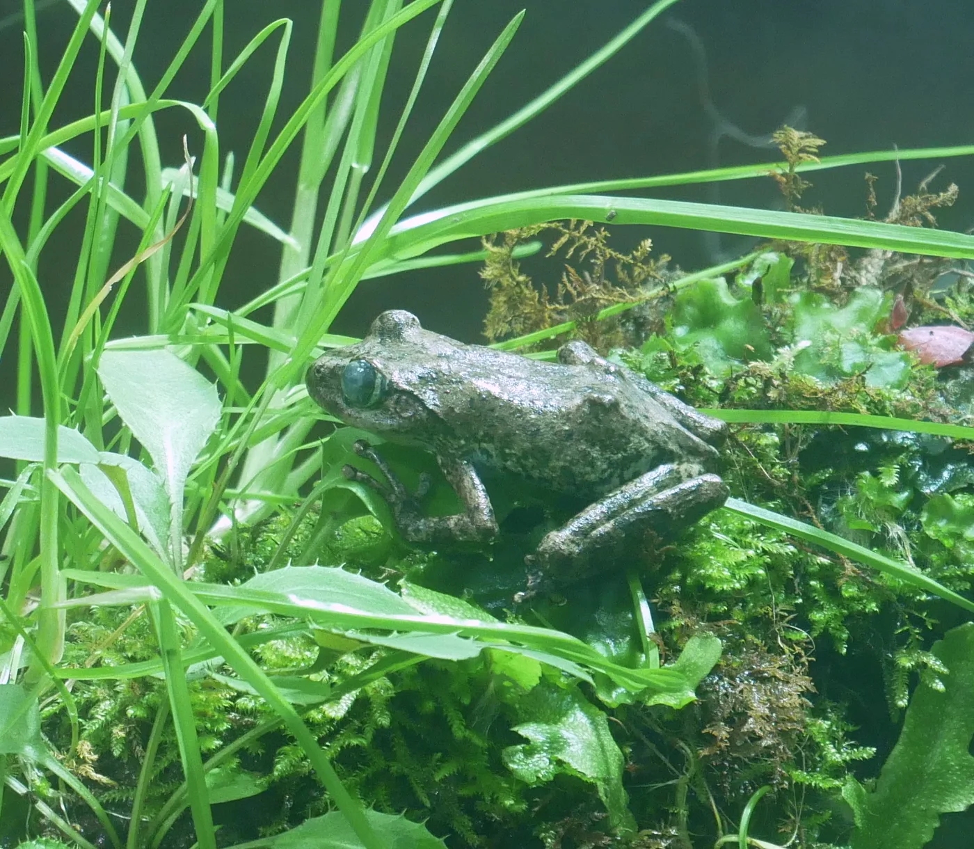 Kajika Frog