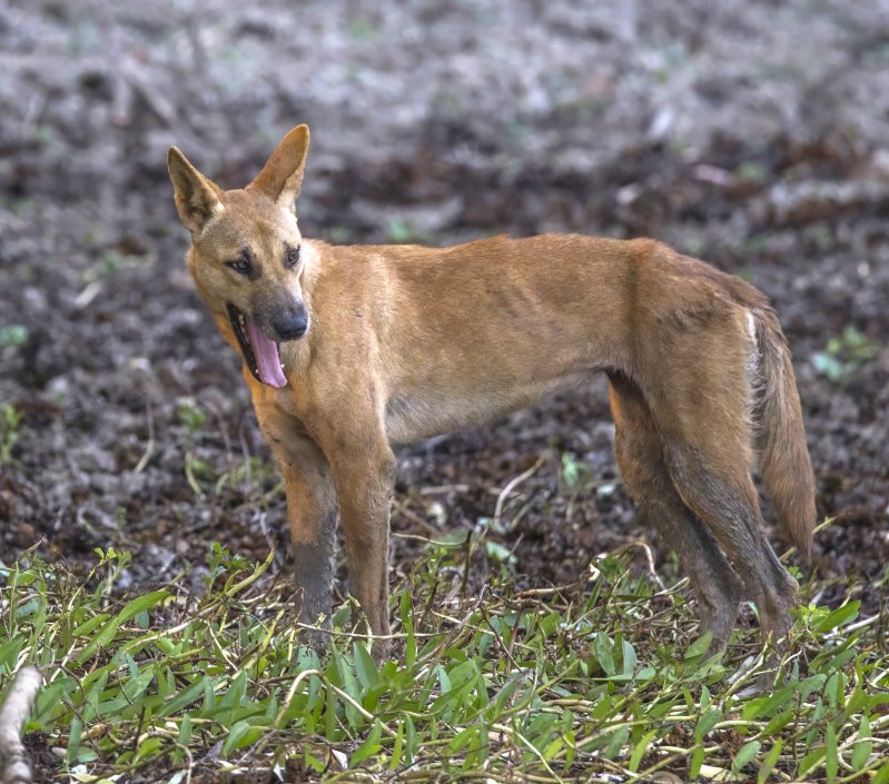 Kangaroo Island Dingo Conservation Program