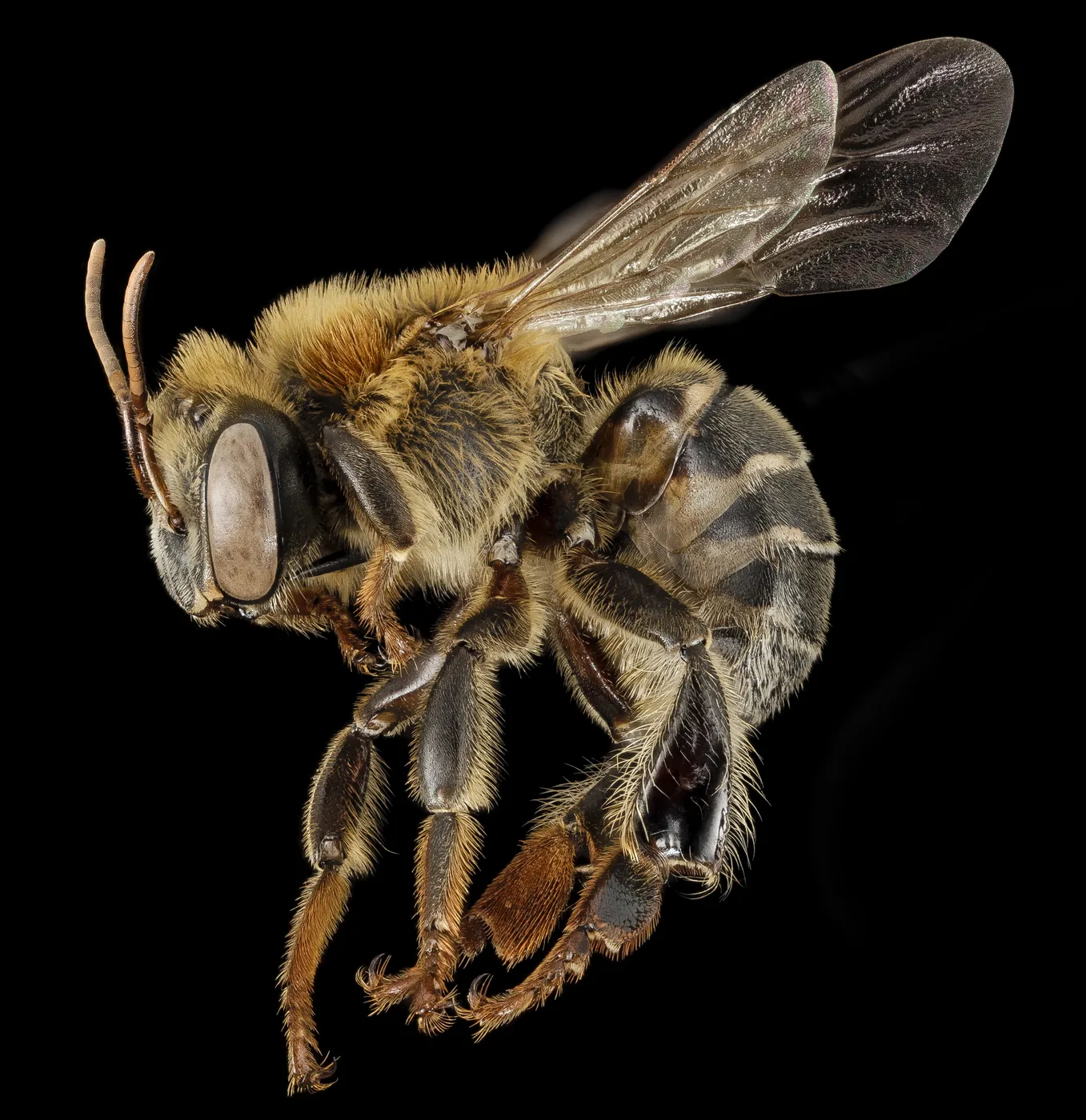 Melipona compressipes