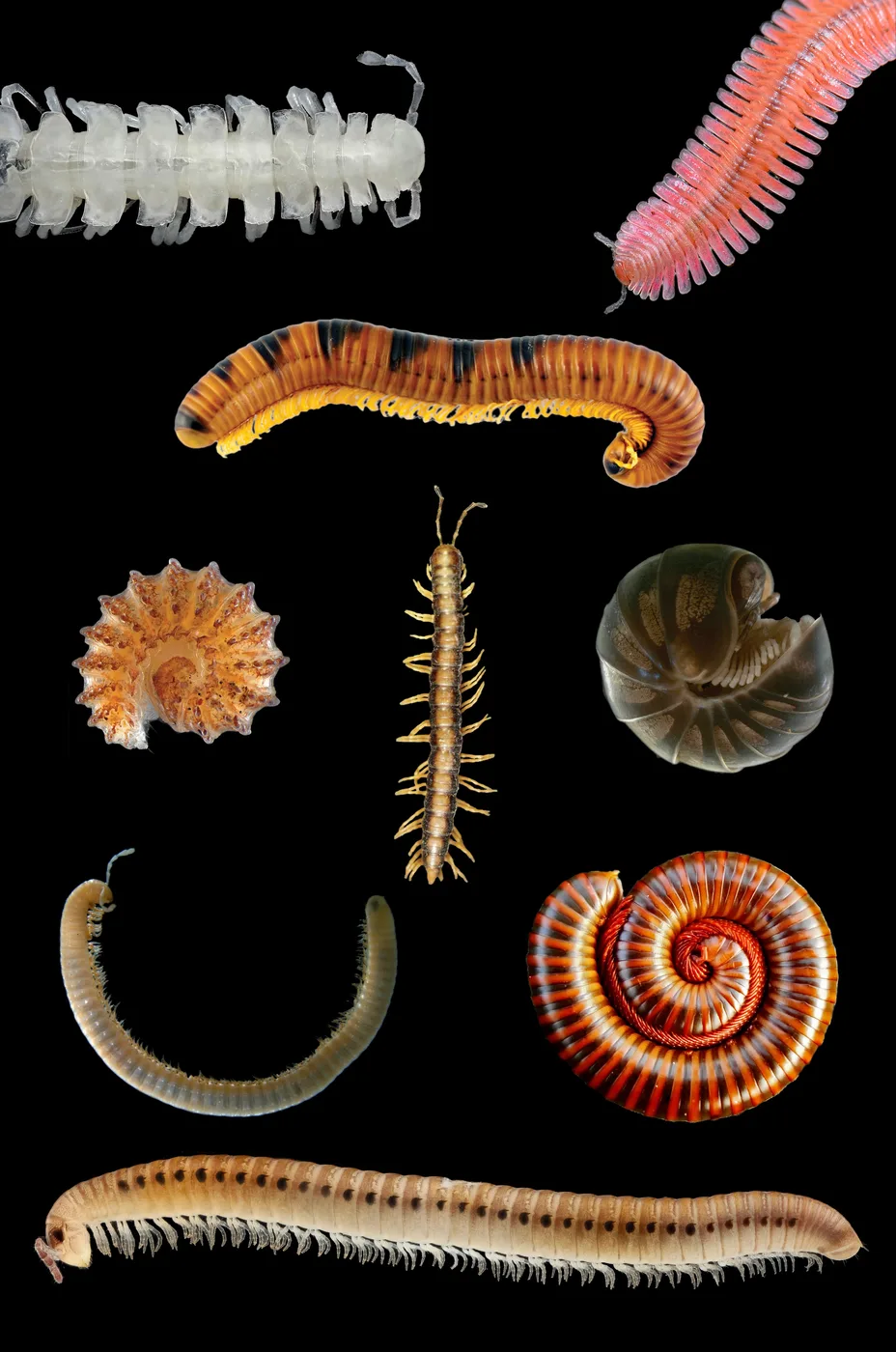 Millipede