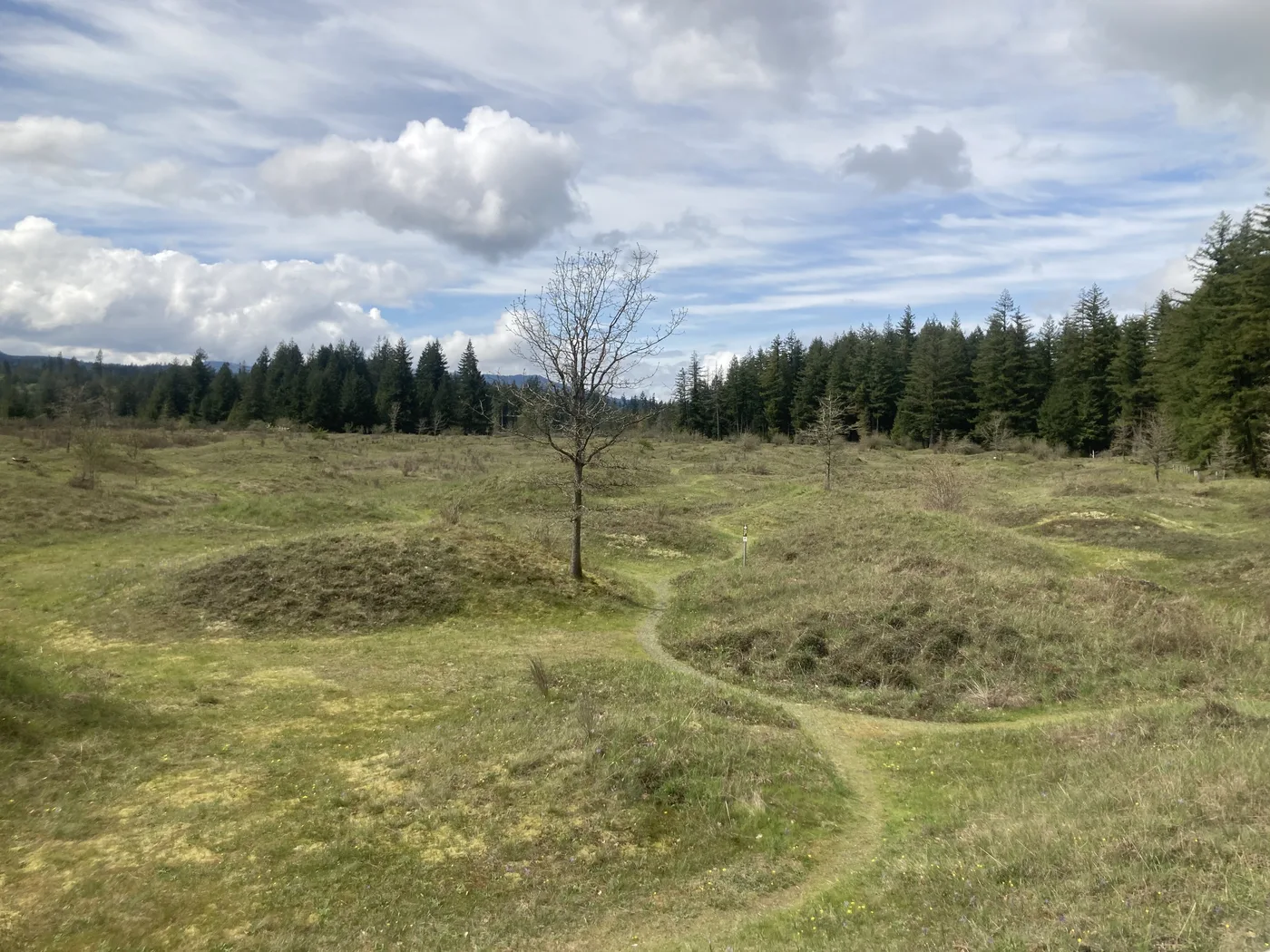 Mima Mounds Natural Area Preserve Prairie