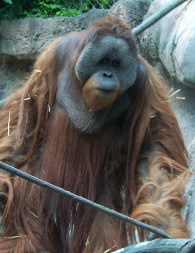 Orangutan Foundation International