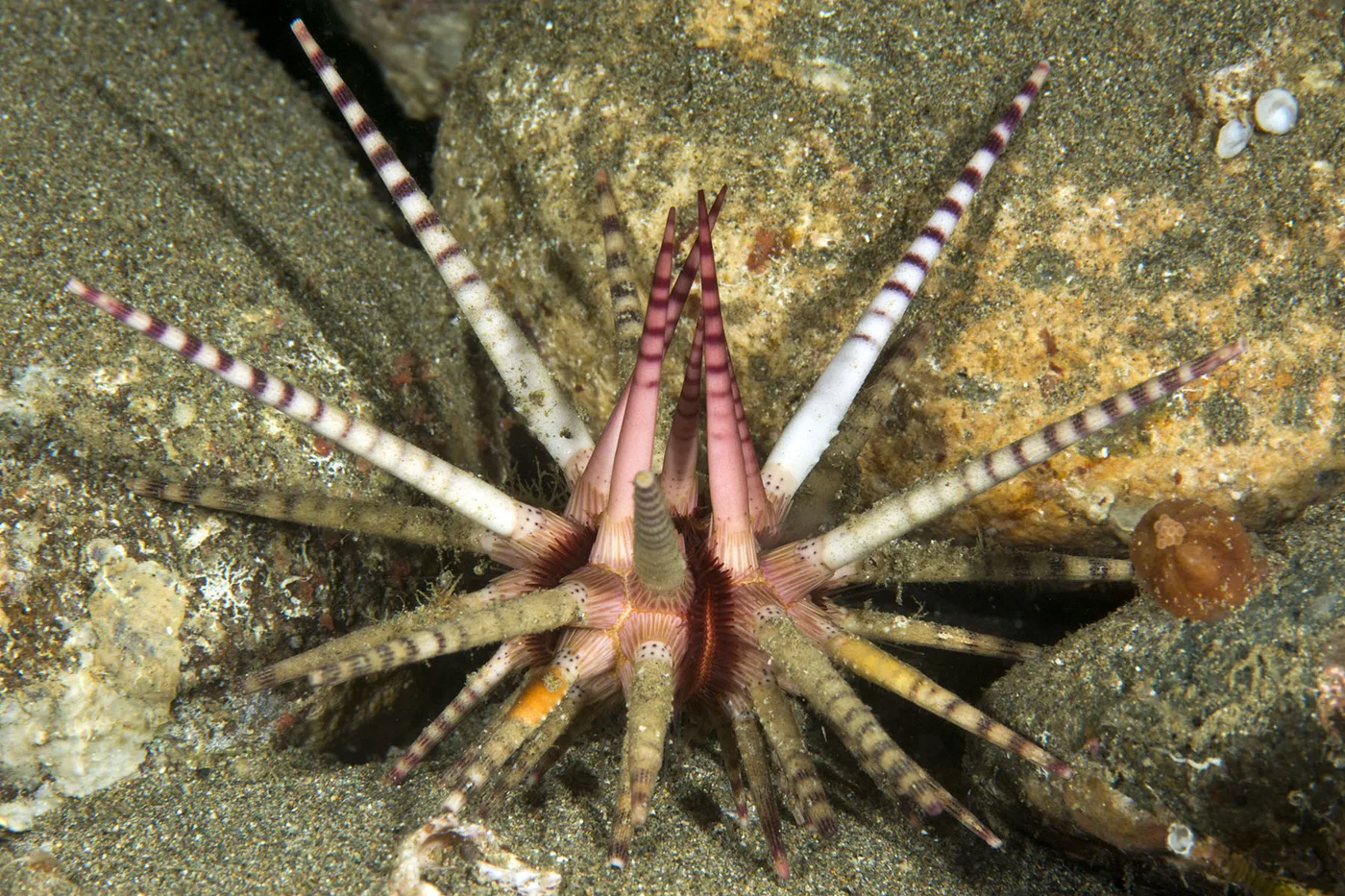 Prionocidaris bispinosa