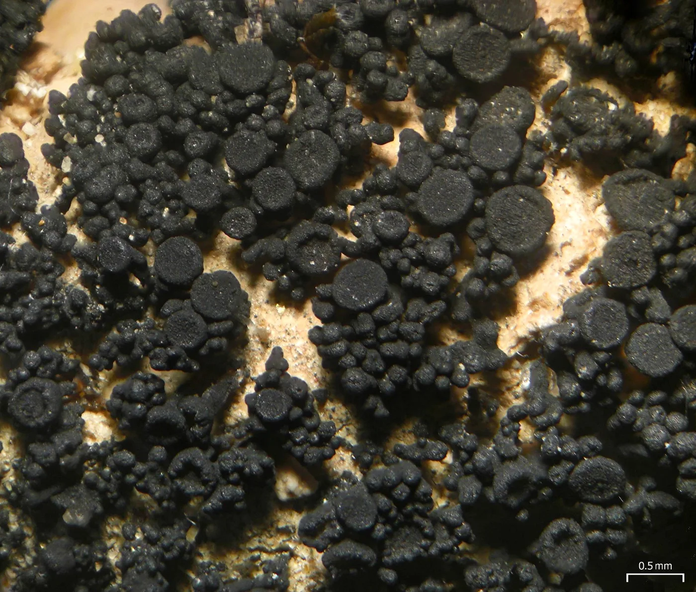 Peccania coralloides