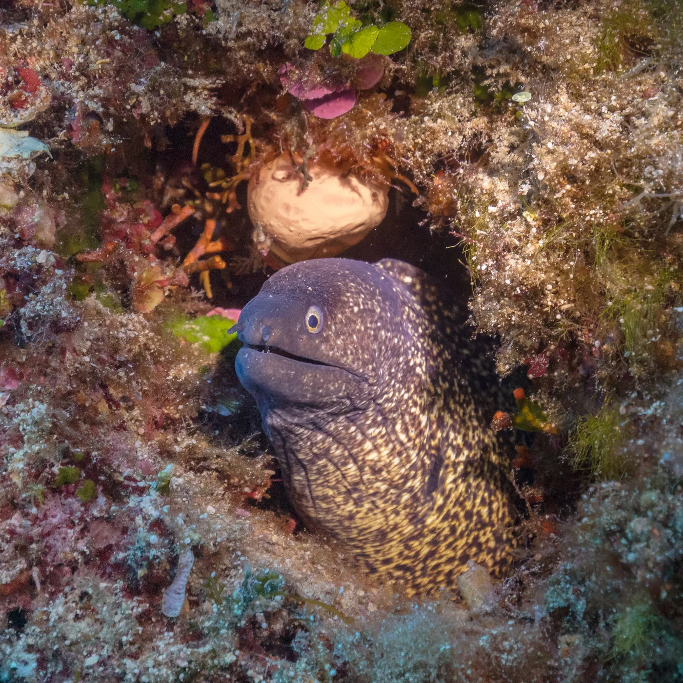 Robust moray