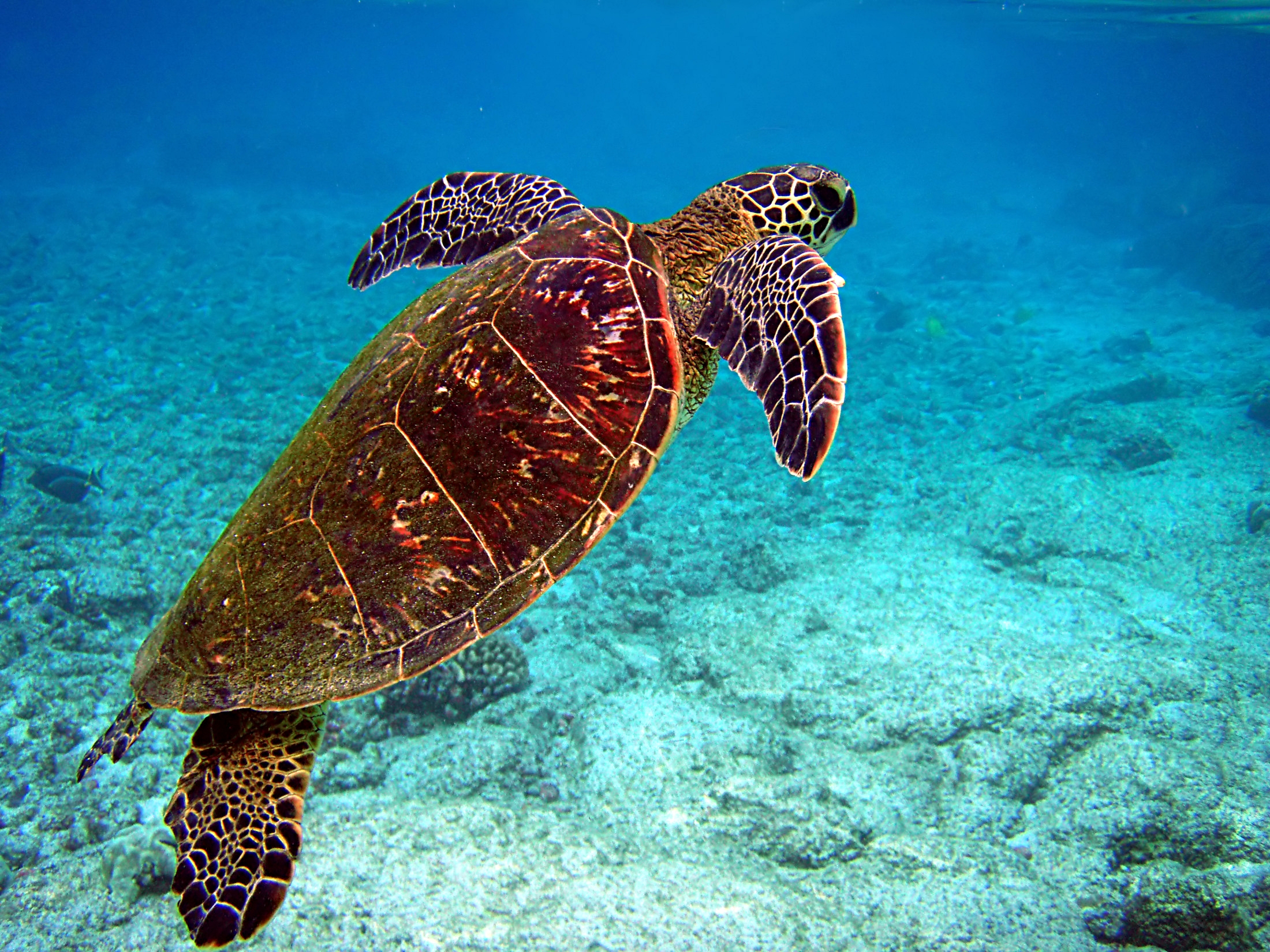 Sea Turtle Conservancy