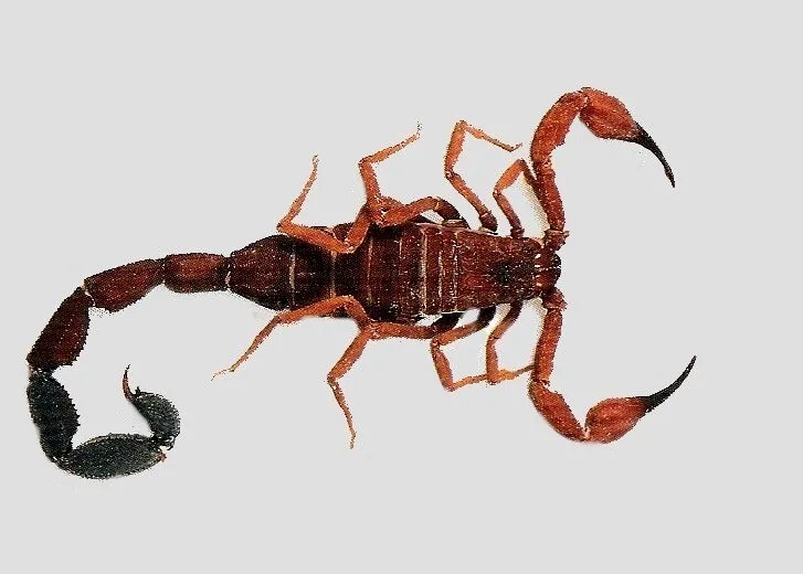 Tityus magnimanus