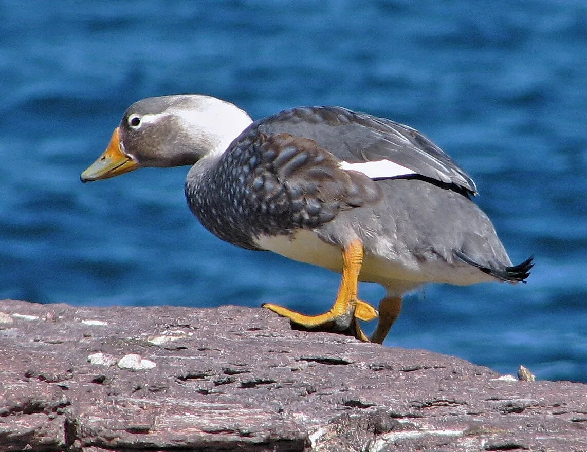 White-headed Steamer-Duck