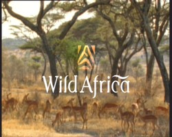 Wild Africa