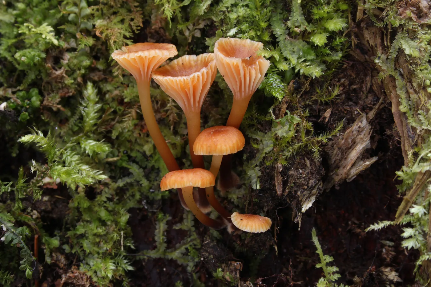 Xeromphalina campanella