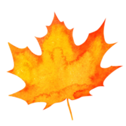 Silloway Maple - Grade A Very Dark Color