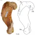 Australophoca changorum