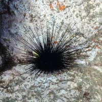 Black Sea Urchin