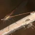 Canyon Rubyspot