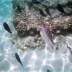 Discovery Cove Orlando
