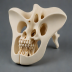 3B Scientific Male Pelvis Model