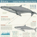 52-hertz whale