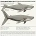 52-hertz whale