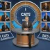 8 Out of 10 Cats Does Countdown