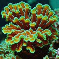 Acanthastrea premna (Astro Coral)