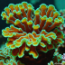 Acanthastrea premna (Astro Coral)