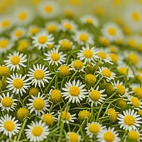 Alvita Tea Chamomile