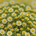 Alvita Tea Chamomile