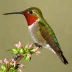 Anna's Hummingbird