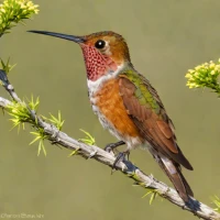 Allen's Hummingbird