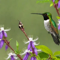 Amethyst-throated Hummingbird