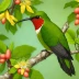 Antillean Mango