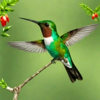 Andean Emerald