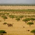 Awash Valley Savanna